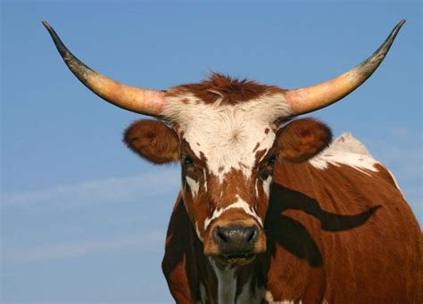 steer in English .